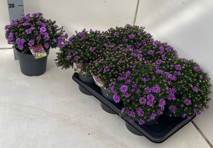 <h4>ASTER D AL PURPLE RO</h4>