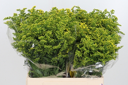 <h4>Solidago Carzan Glor</h4>