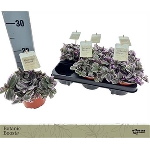 Tradescantia cerinthoides Sweetness 12Ø 15cm