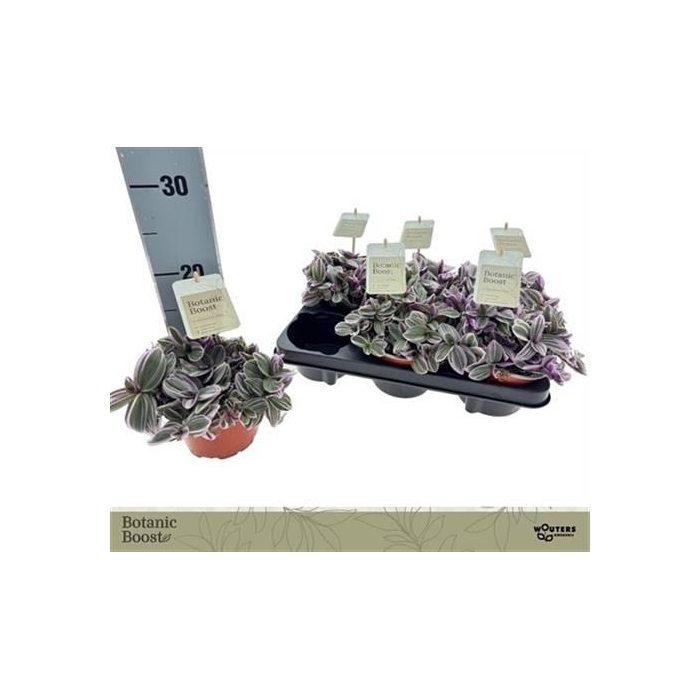 <h4>Tradescantia cerinthoides Sweetness 12Ø 15cm</h4>