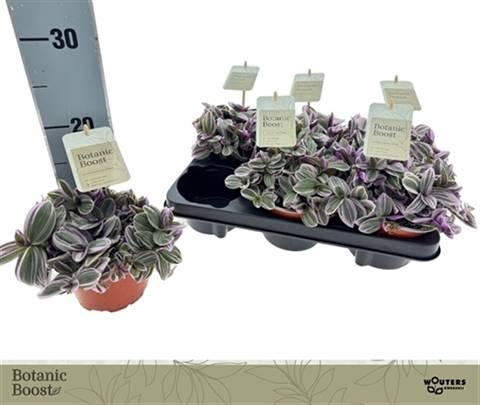 Tradescantia cerinthoides Sweetness 12Ø 15cm