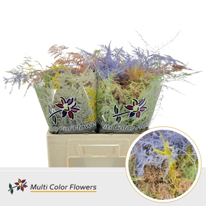 Asparagus Middel Easter Mix