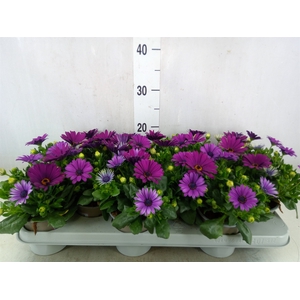 Osteospermum  'Margarita Cool Purp'