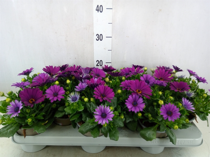 <h4>Osteospermum  'Margarita Cool Purp'</h4>
