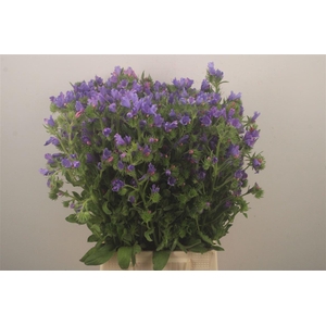 ECHIUM PLANTAGINEUM