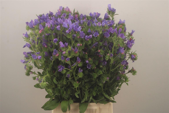 <h4>ECHIUM PLANTAGINEUM</h4>