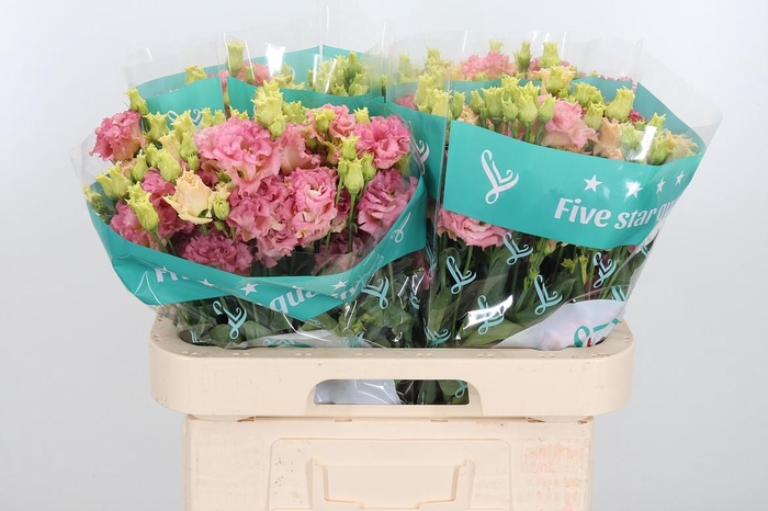 <h4>Eus G Alissa Champag</h4>