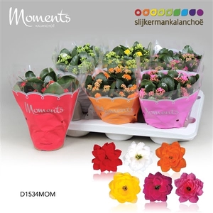 Kalanchoe Moments - 4 Colors Mix