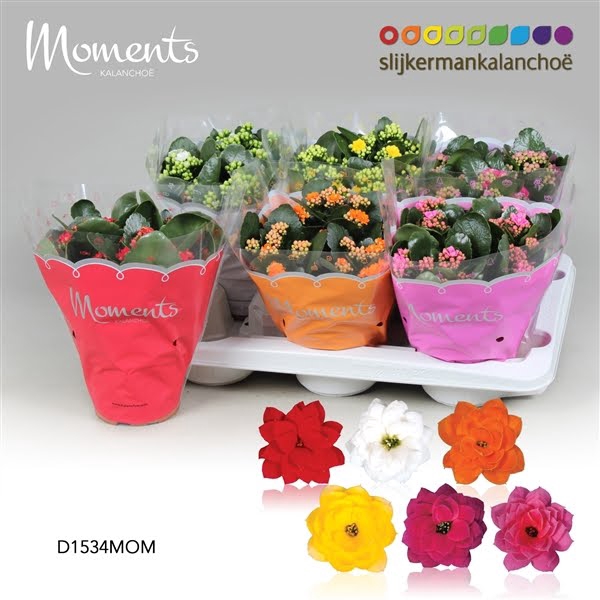 <h4>Kalanchoe Moments - 4 Colors Mix</h4>