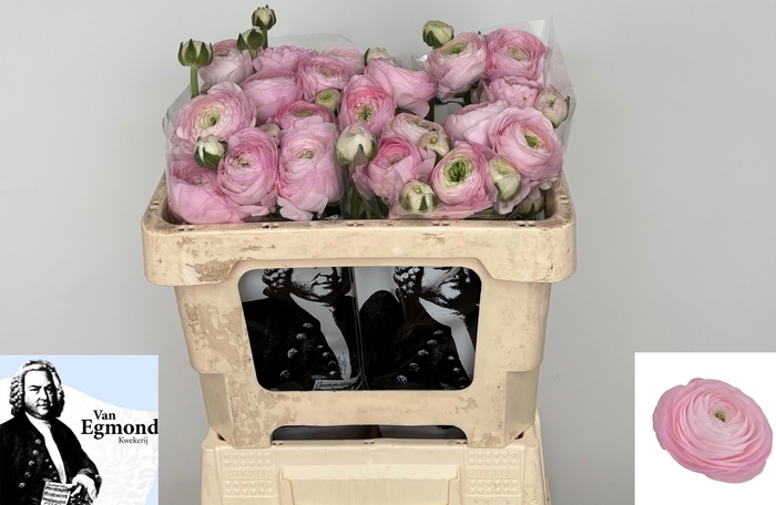 <h4>RAN SU HANOI</h4>