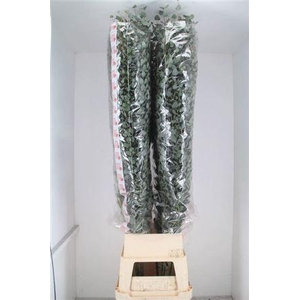 Euca Cinerea Super P Stem 200 Cm