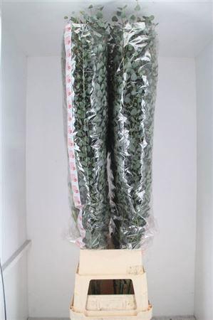 <h4>Euca Cinerea Super P Stem 200 Cm</h4>