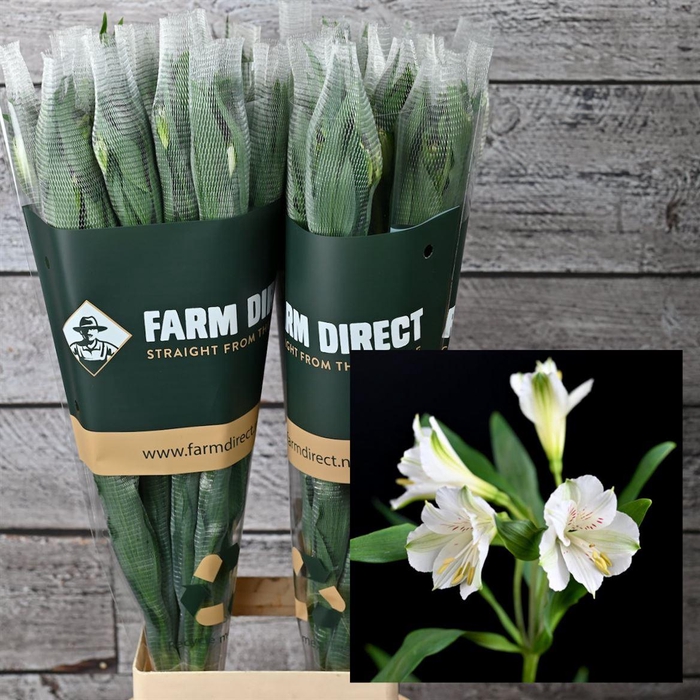 <h4>Alstro Winterfell 70gr</h4>