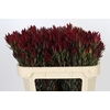 Leucadendron Blush Spray