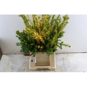 Taxus Baccata Semperaurea