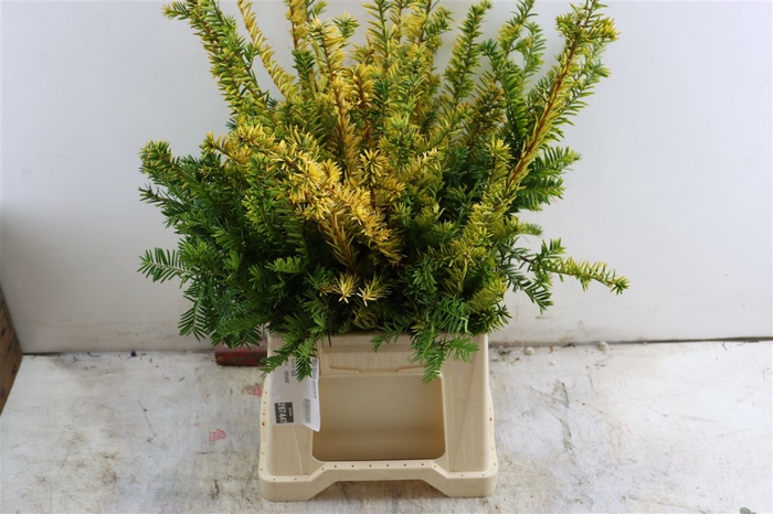 <h4>Taxus Baccata Semperaurea</h4>