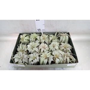 Tillandsia xerographica