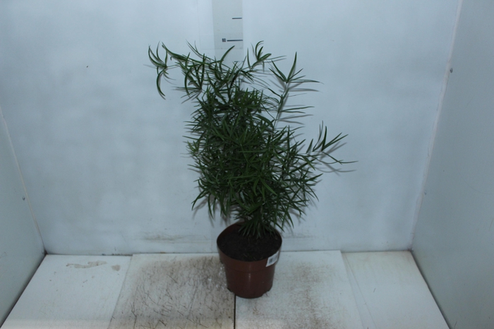 <h4>ASPARGO FALCATUS P17</h4>