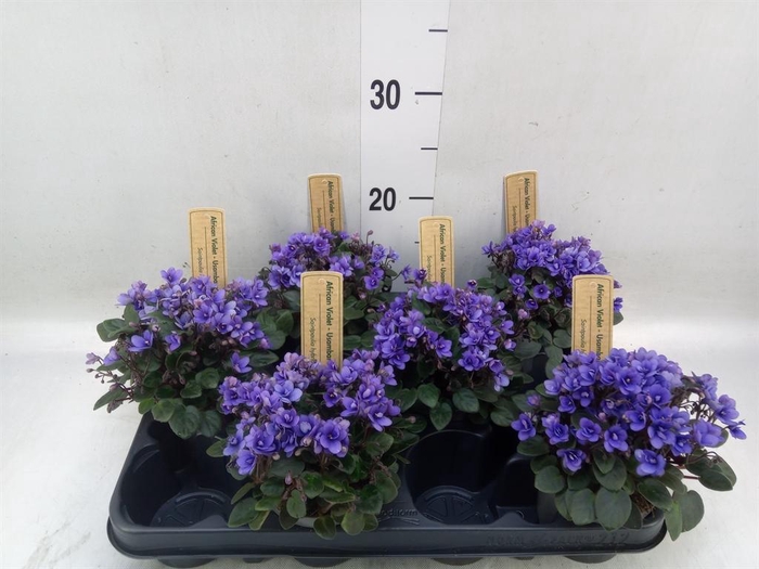 <h4>Saintpaulia   ...</h4>