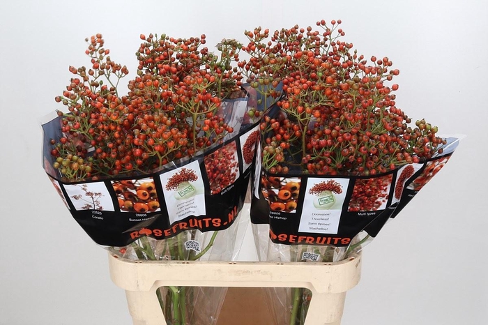 <h4>Rozenbottel Autumn Rosefruits</h4>