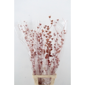 DF Lavatera Bs Lilac 120g