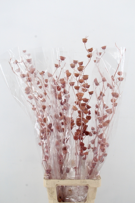 <h4>DF Lavatera Bs Lilac 120g</h4>