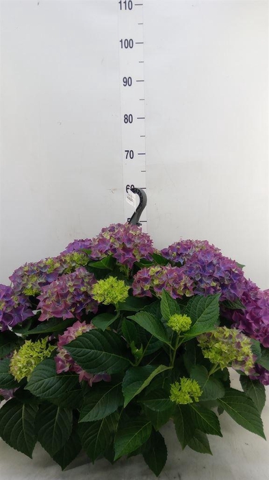 <h4>Hydrangea mac. 'Hi River'</h4>
