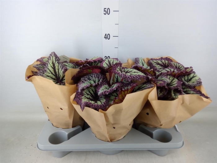 <h4>Begonia BD   ...</h4>