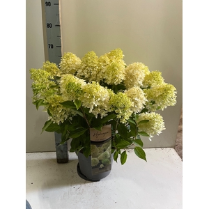 HYDR PANICULATA