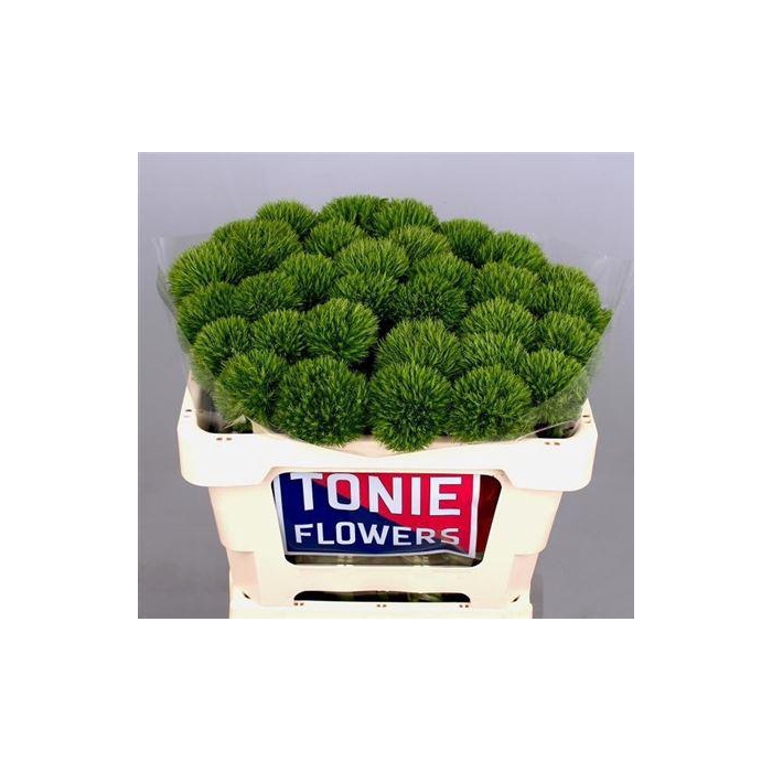 <h4>Di Barb Kiwi Mellow</h4>