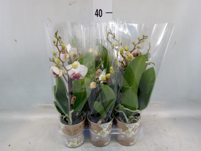 <h4>Phalaenopsis multi. 'FC Safe Haven'</h4>