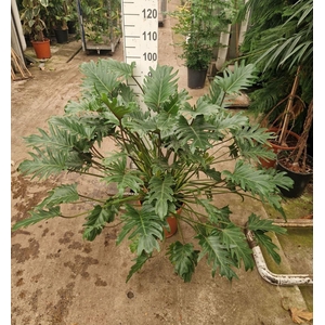 Philodendron Xanadu