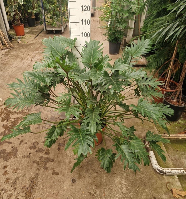 <h4>Philodendron Xanadu</h4>