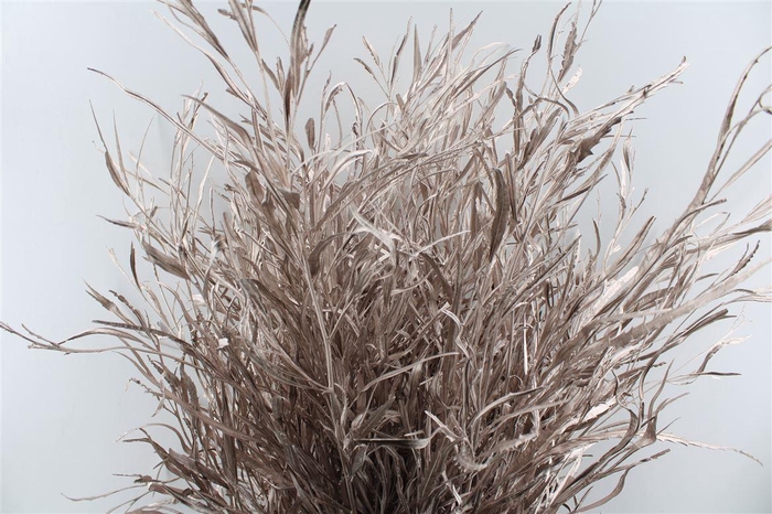 Grevillea Metal Champagne