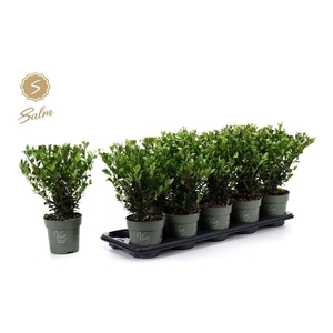 ILEX CRENATA JENNY