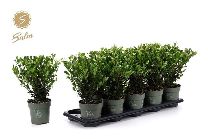 <h4>ILEX CRENATA JENNY</h4>