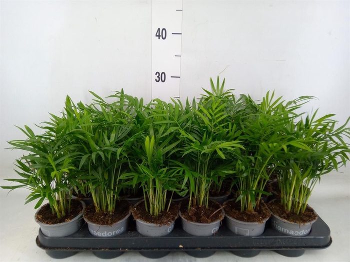 <h4>Chamaedorea elegans</h4>
