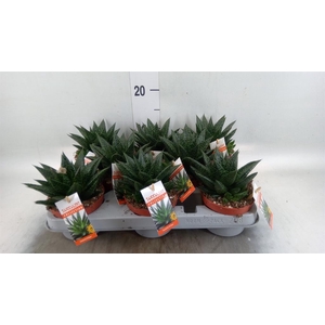 Gasteria
