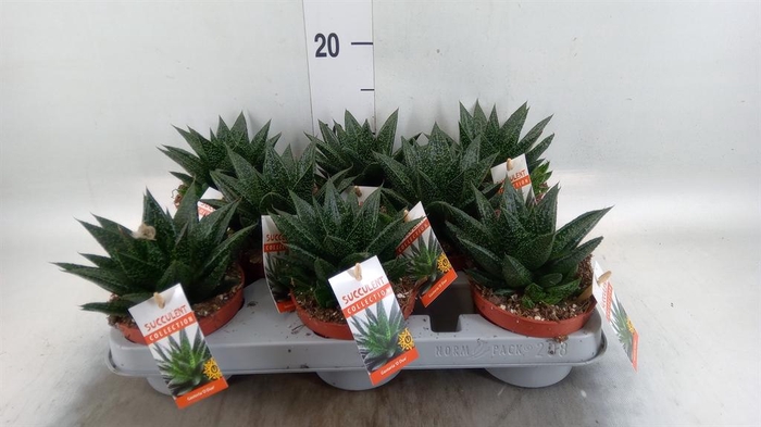 <h4>Gasteria</h4>