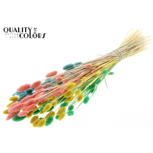 Phalaris per bunch Pastel Fluor