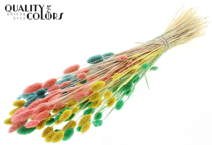 <h4>Phalaris per bunch Pastel Fluor</h4>