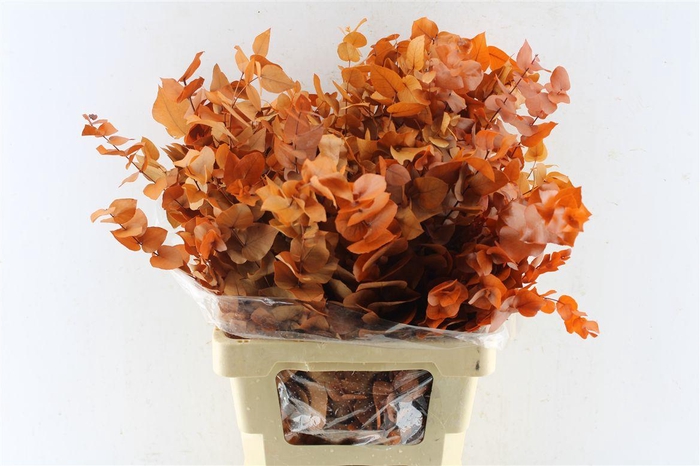 <h4>Euca Stuartiana Stab. Orange</h4>