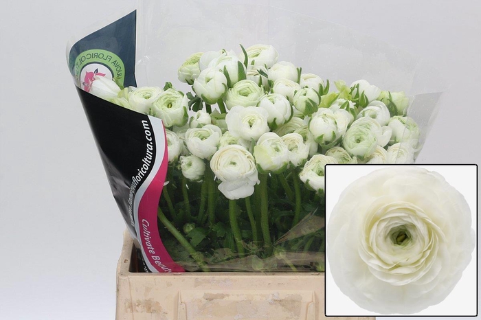 <h4>RAN EL WHITE</h4>