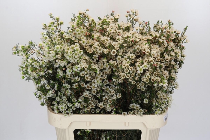 <h4>Chamelaucium Gil</h4>