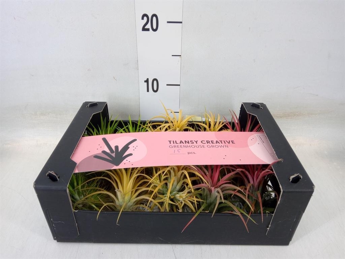 <h4>Tillandsia ionantha</h4>