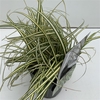 Carex 'Evergold'