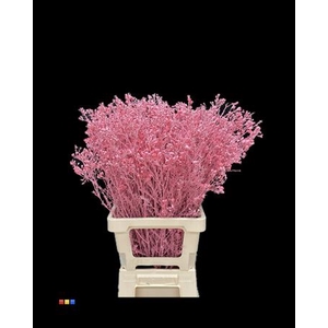 Waxflower Pink