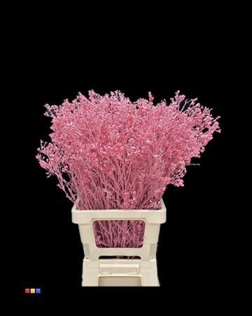 <h4>Waxflower Pink</h4>