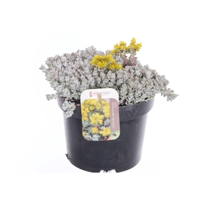Sedum spath. Cape Blanco