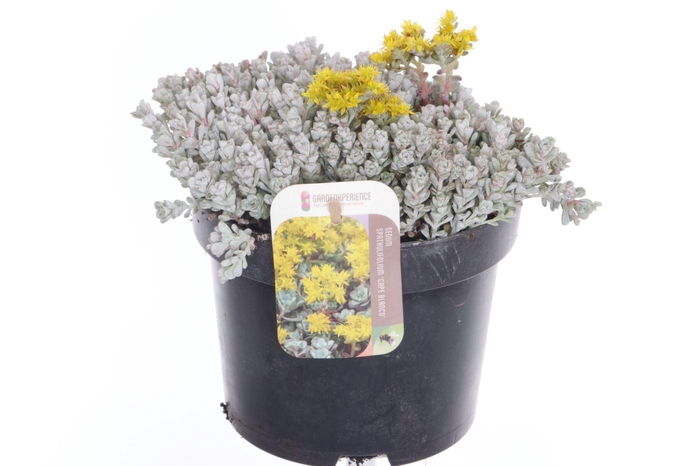 <h4>Sedum spath. Cape Blanco</h4>